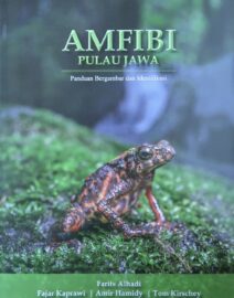 Amfibi Pulau Jawa (cover)